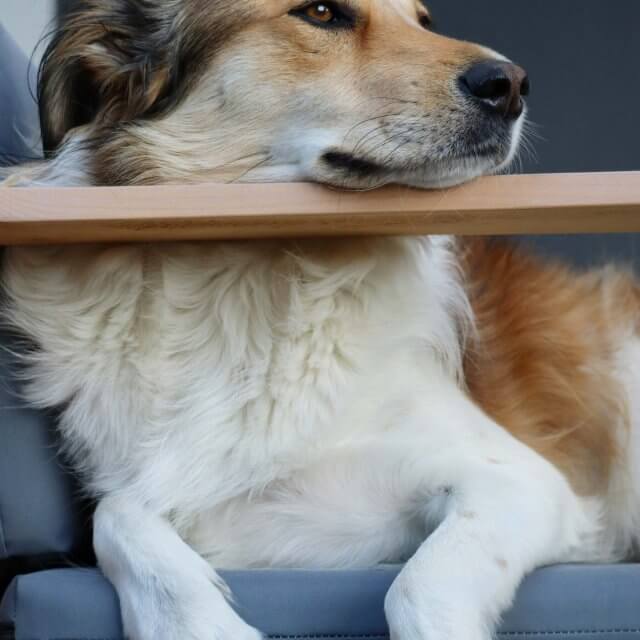 dog in a chair at pet-friendly klara apartments clermont fl